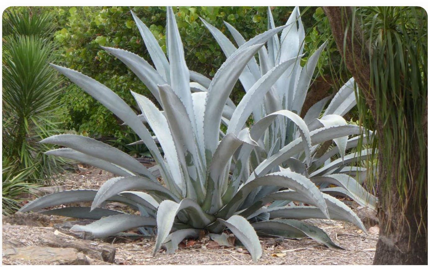Agave Americana Large