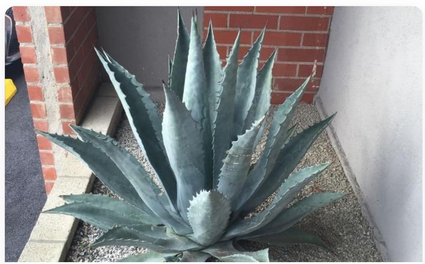 Agave Americana Mature