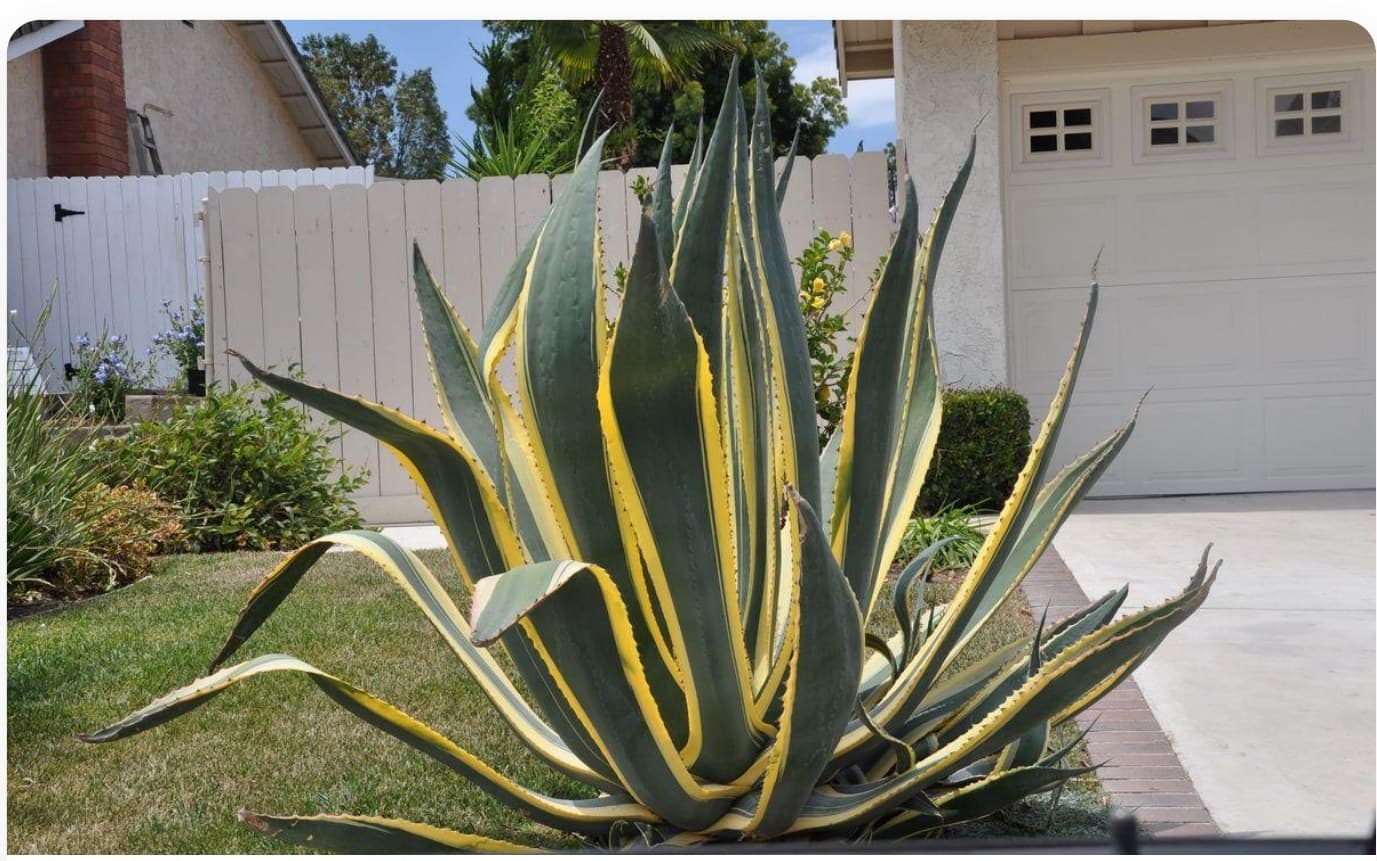 Agave Americana Marginata