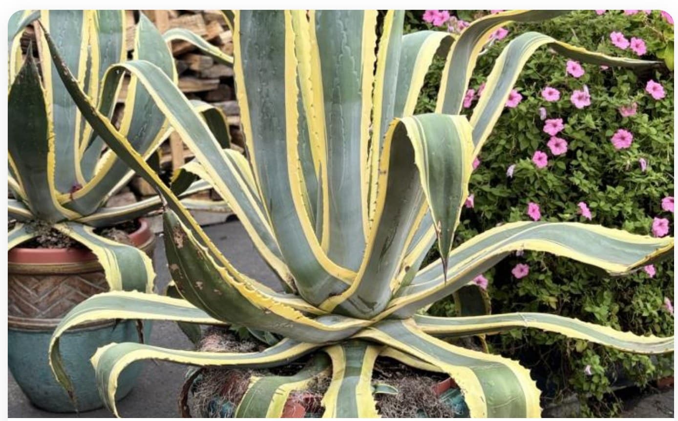 Agave Marginata Large