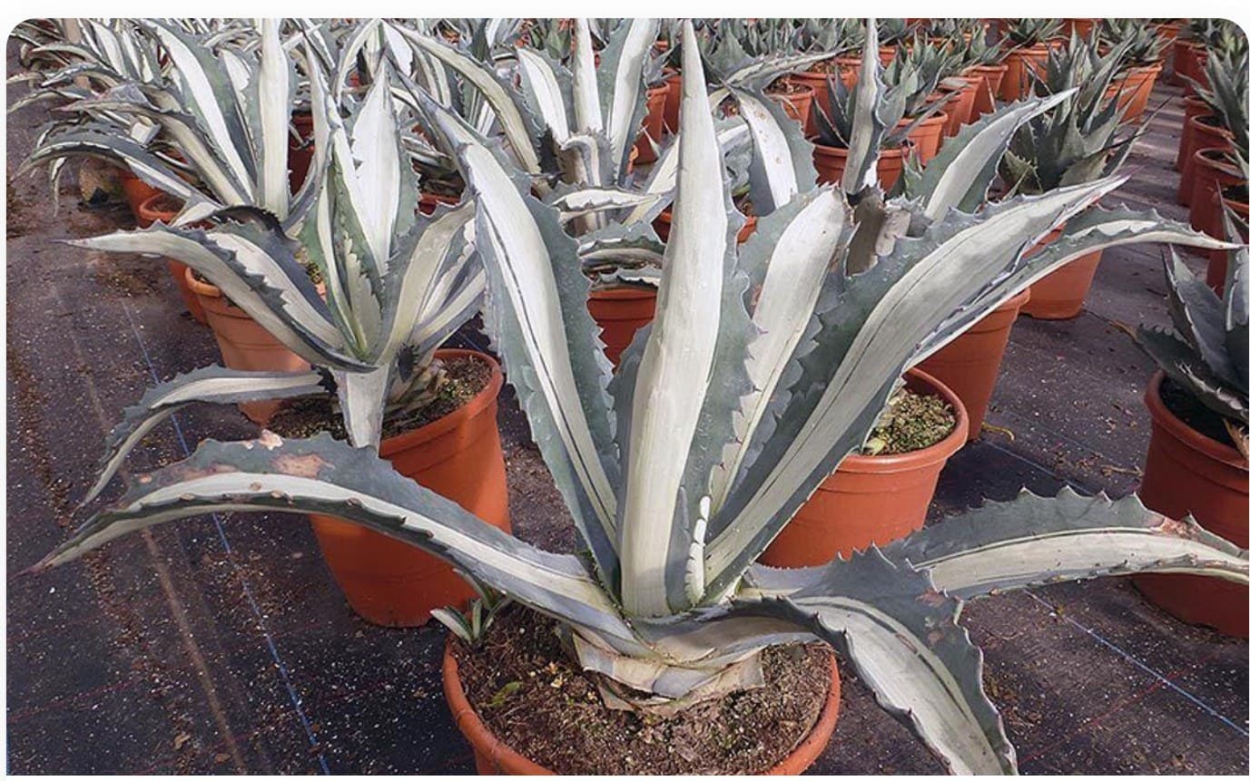 Agave Mediopicta
