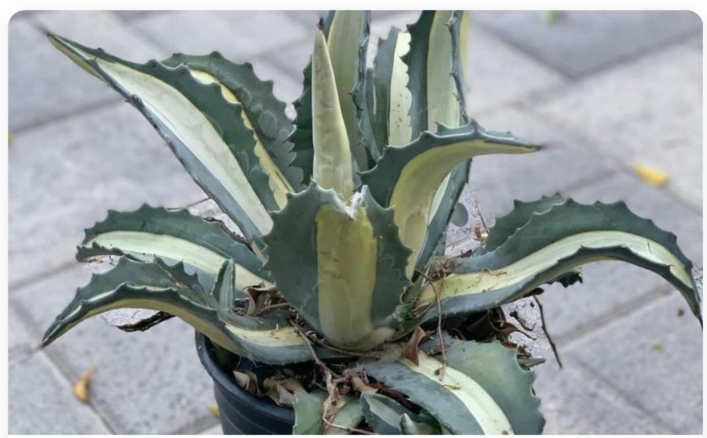 Agave Mediopicta Alba