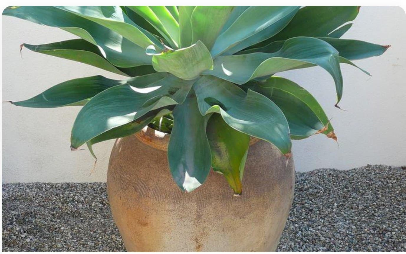 Agave Attenuata