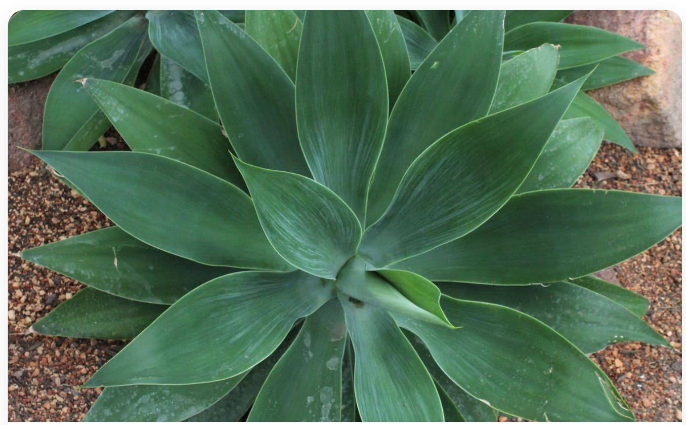 Agave Attenuata Large