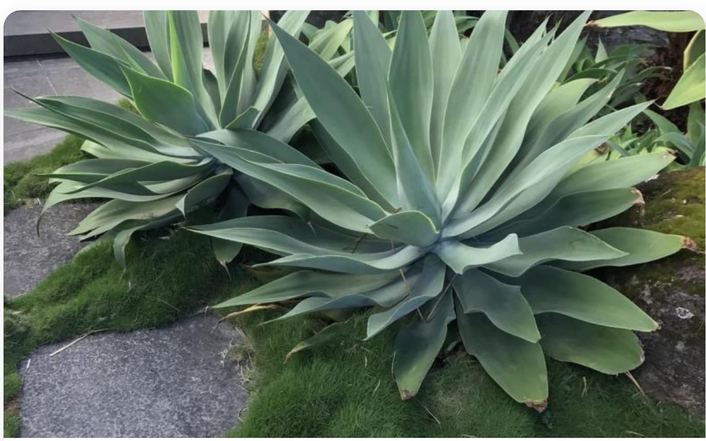 Agave Attenuata Variegata