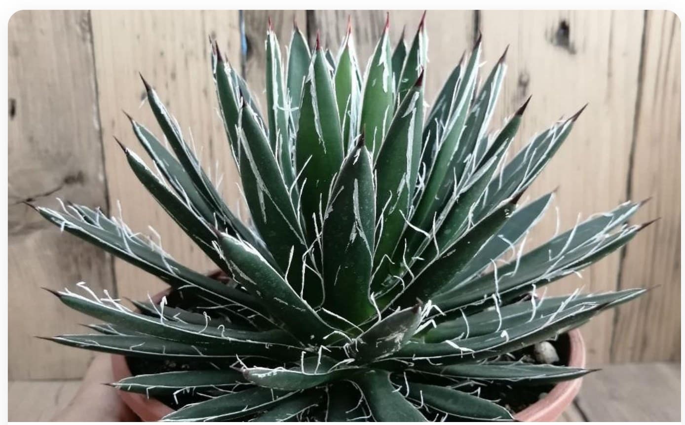 Agave Filifera