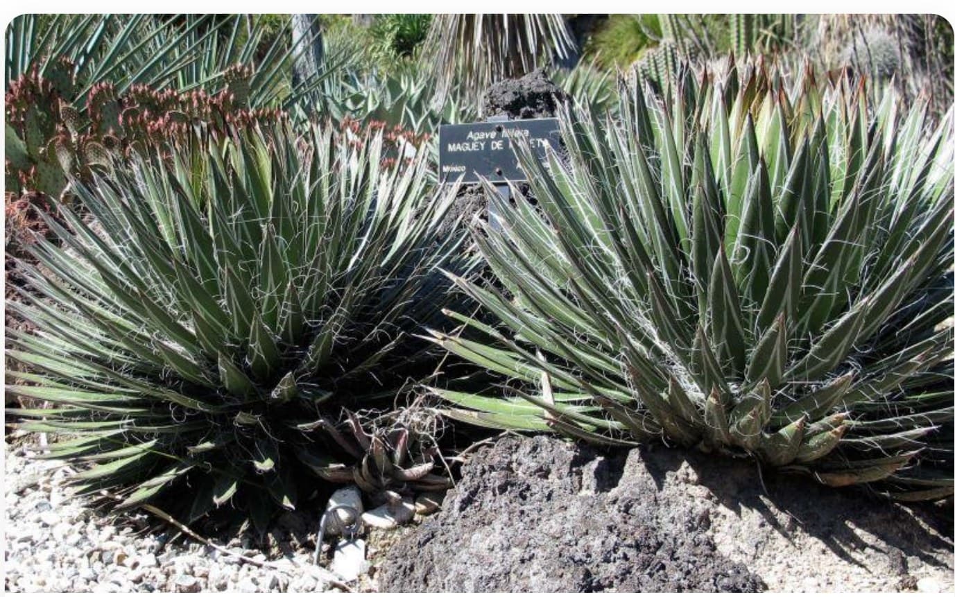 Agave Filifera Compact