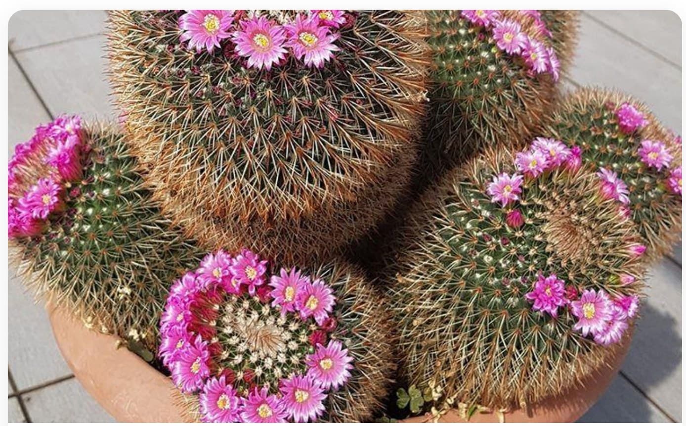 Barrel Cactus