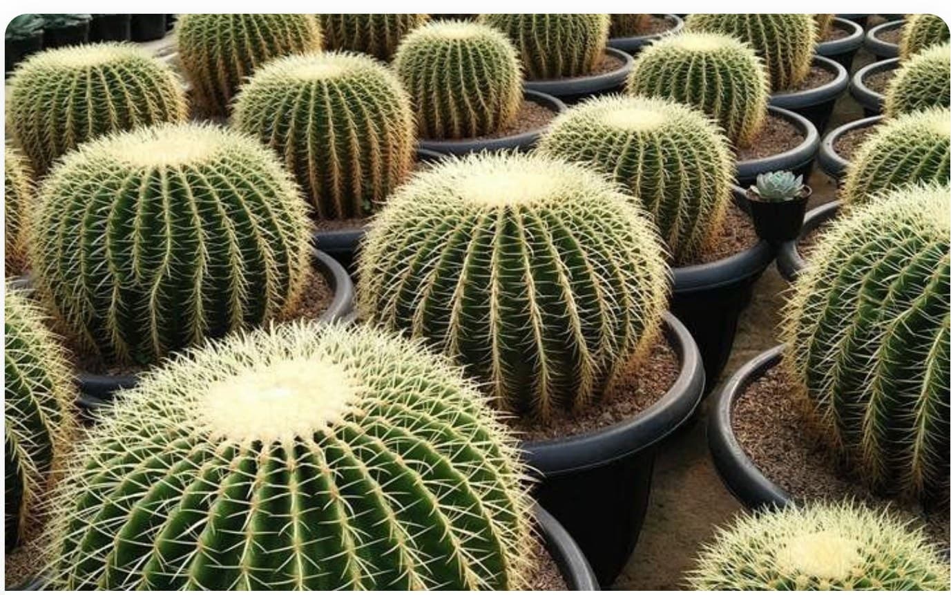 Barrel Cactus Large