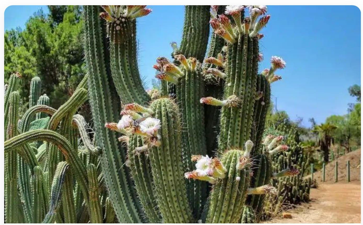 Prickly Pear Cactus