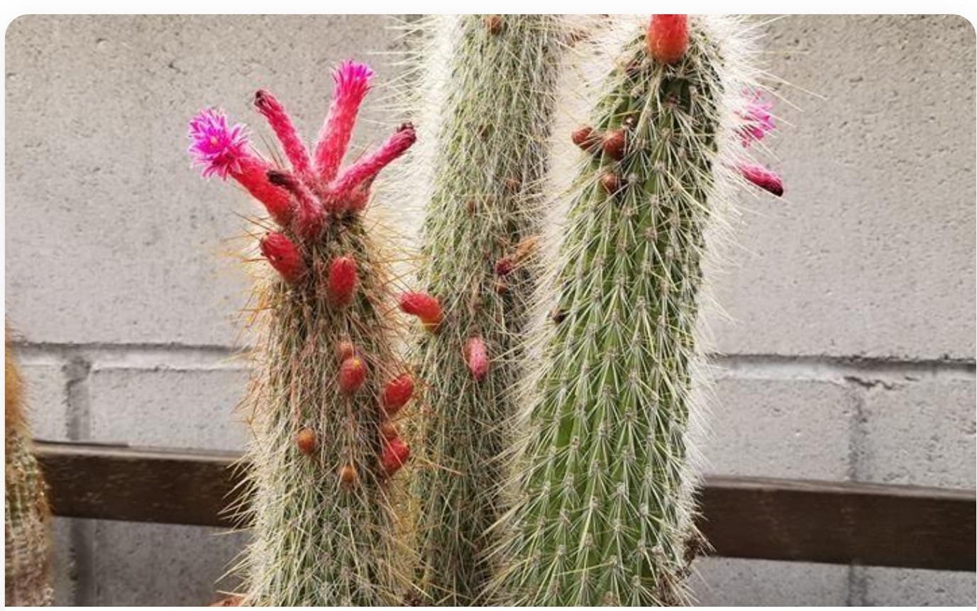 Prickly Pear Large