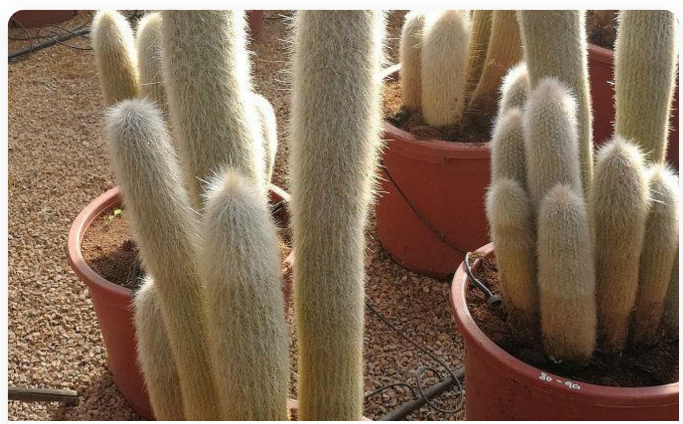 Organ Pipe Cactus