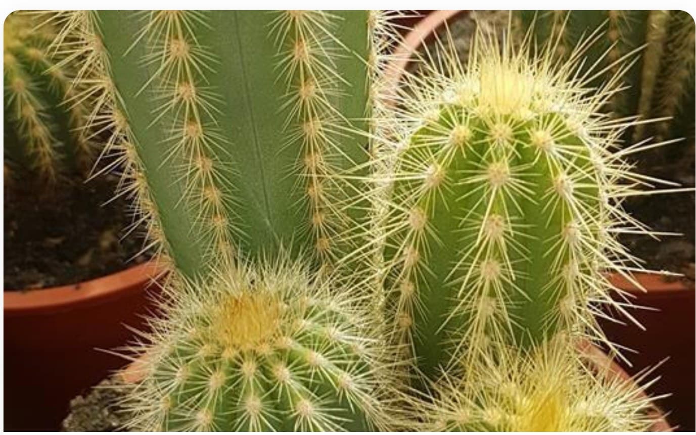 Organ Pipe Cactus Large
