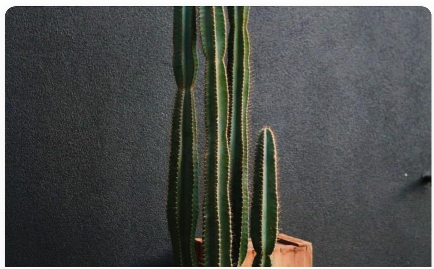Golden Barrel Cactus