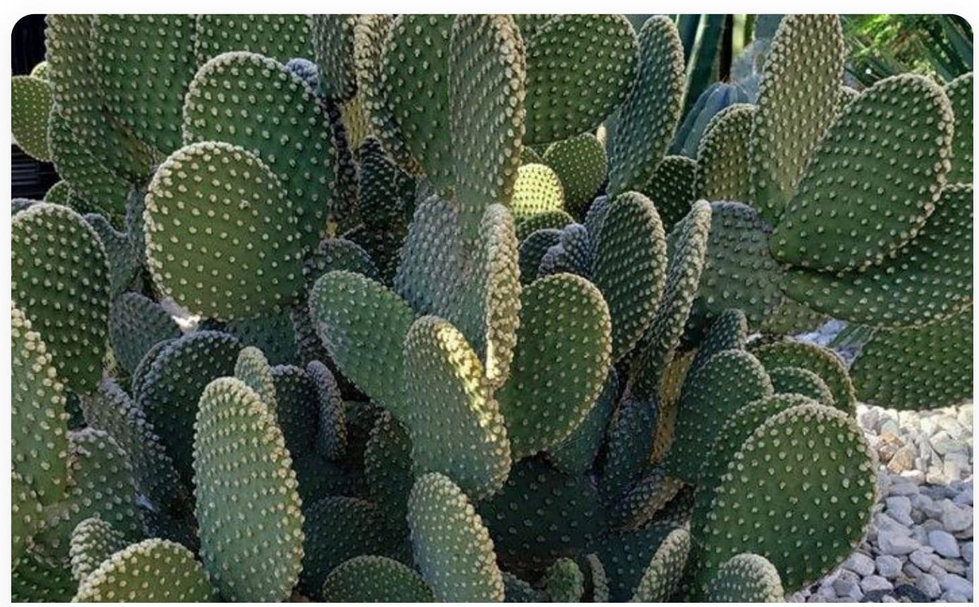 Mixed Cactus Group