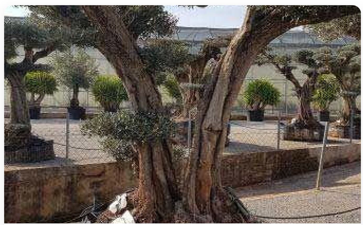 Olive Tree Multi-Stem