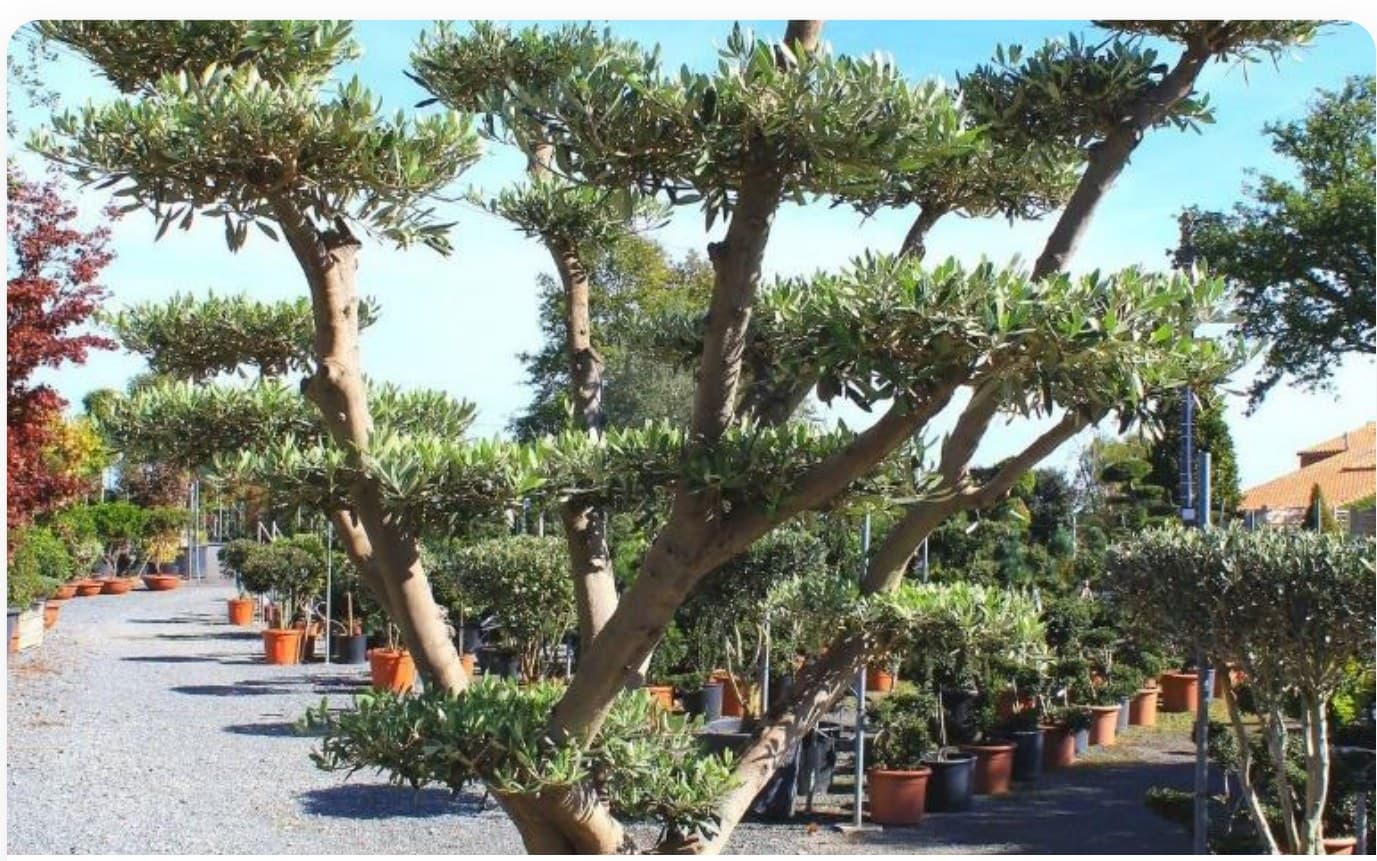 Olive Tree Specimen