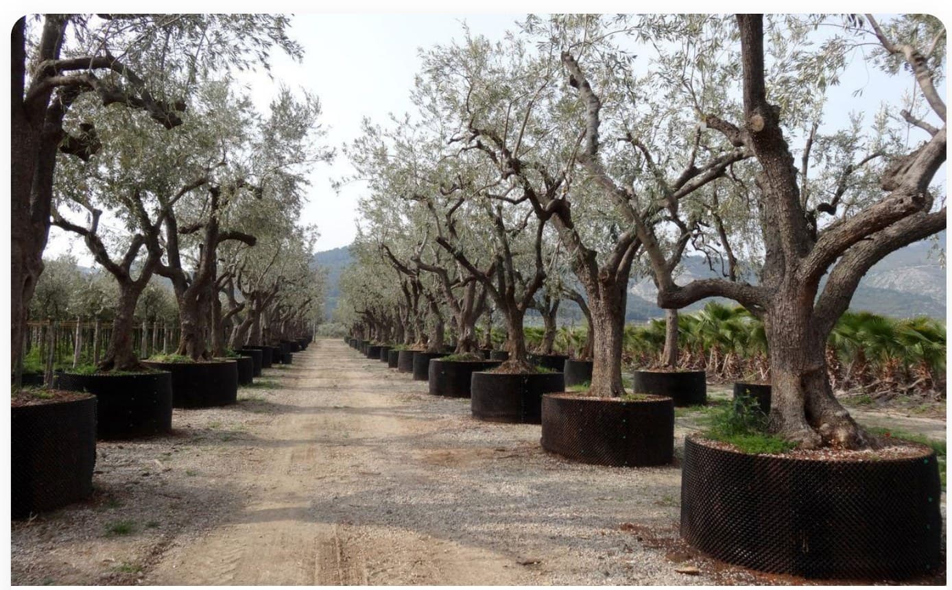 Olive Tree Pom-Pom