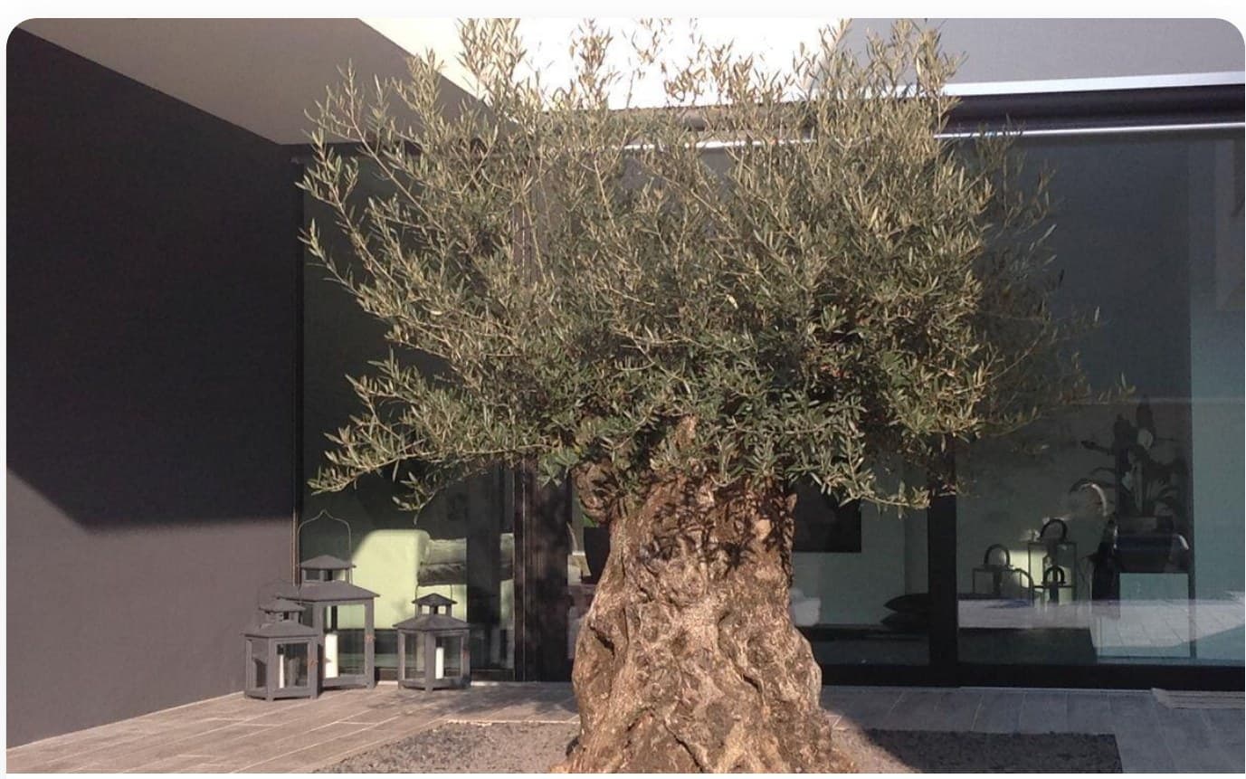 Olive Tree Bonsai Style