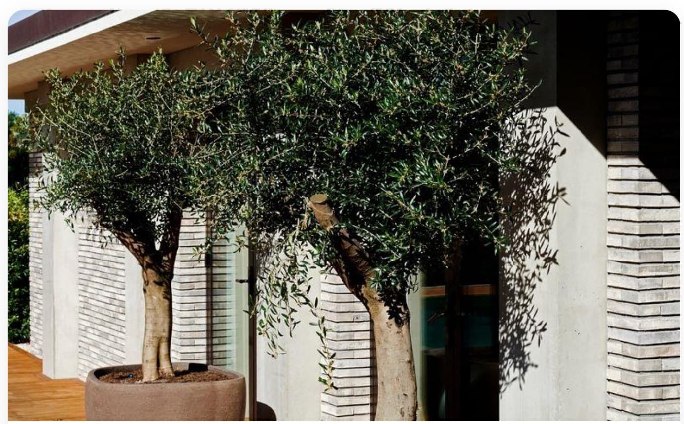 Olive Tree Ancient