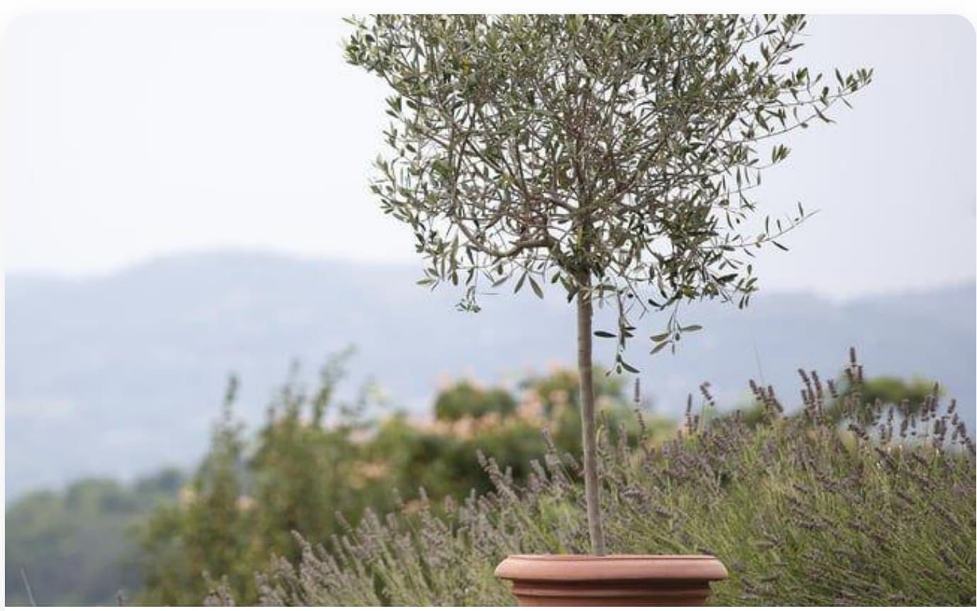 Olive Tree Standard