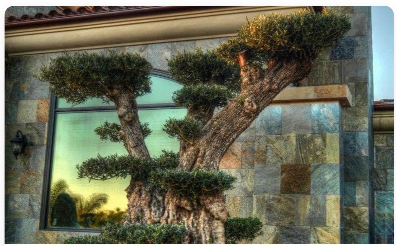 Olive Tree Tall Form