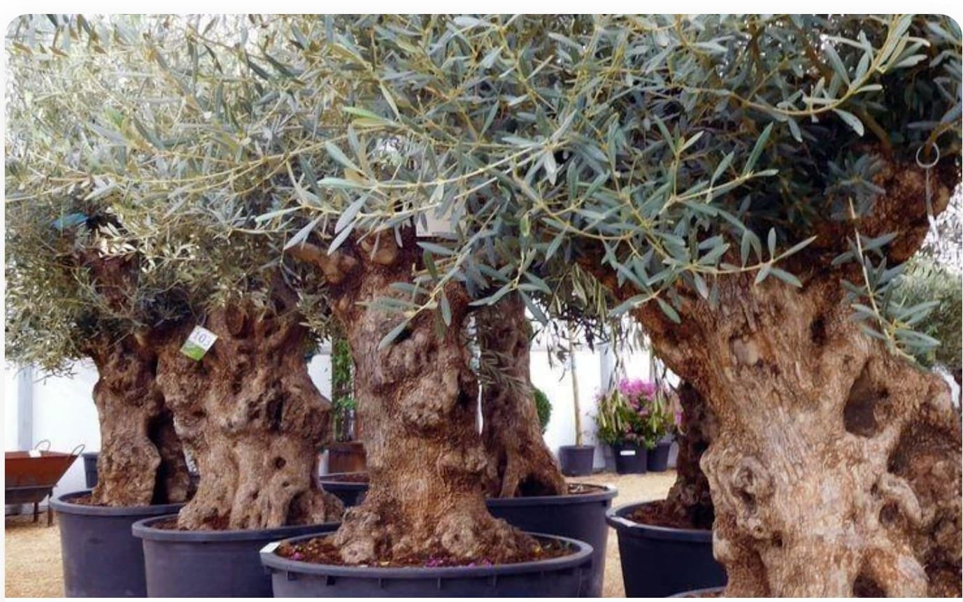 Olive Tree Weeping