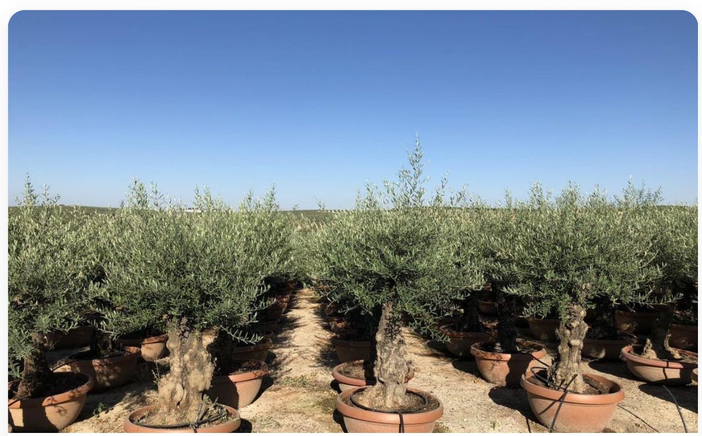 Olive Tree Group Planting