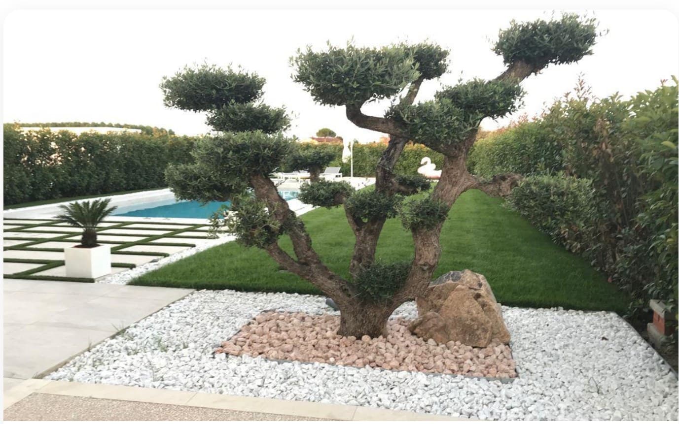 Olive Tree Dwarf