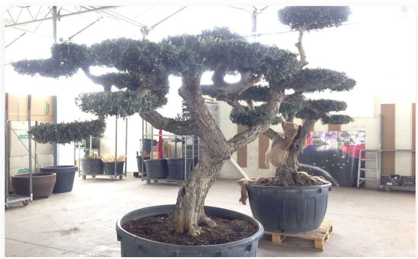 Olive Tree Sculptural