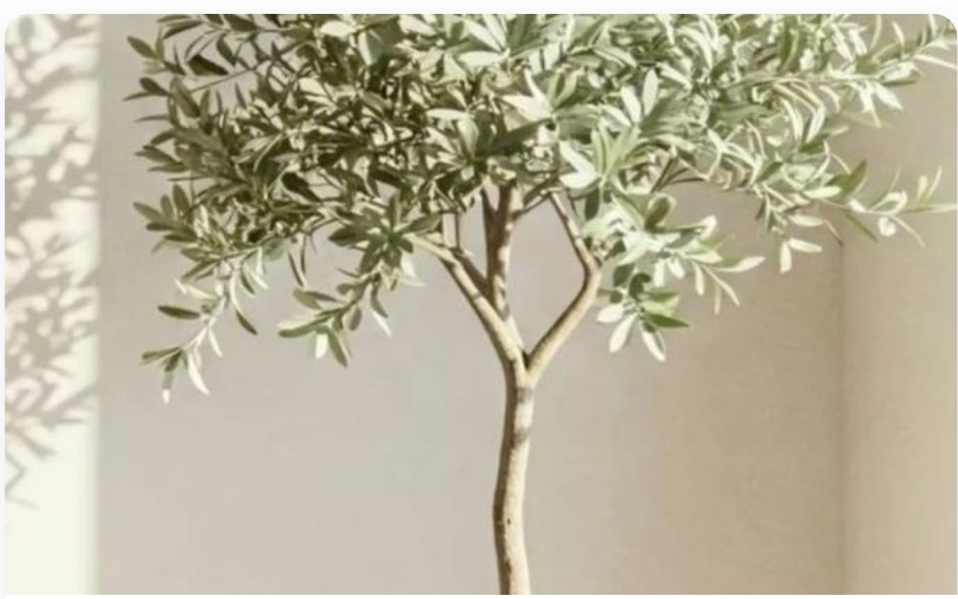 Olive Tree Columnar
