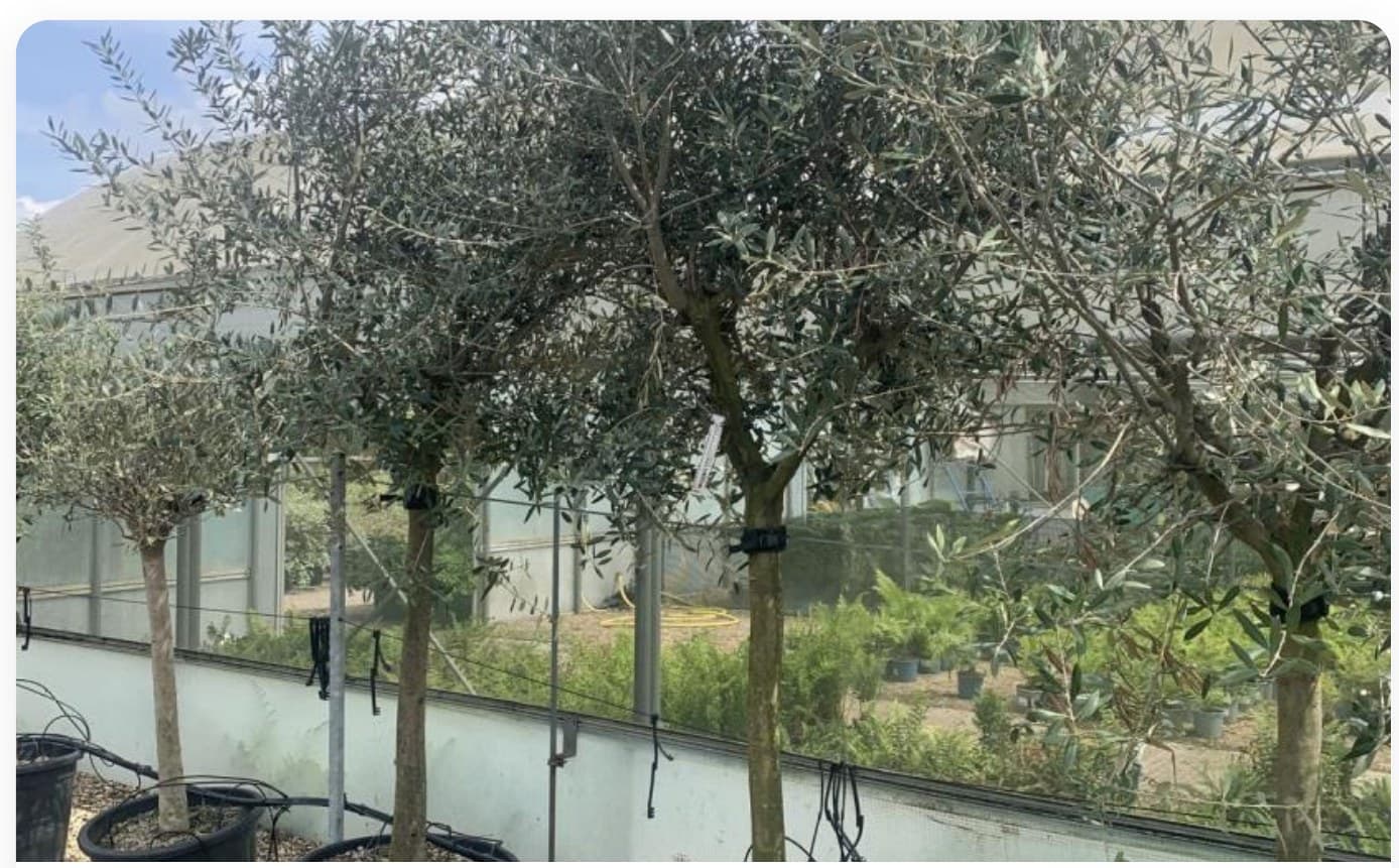 Olive Tree Mature
