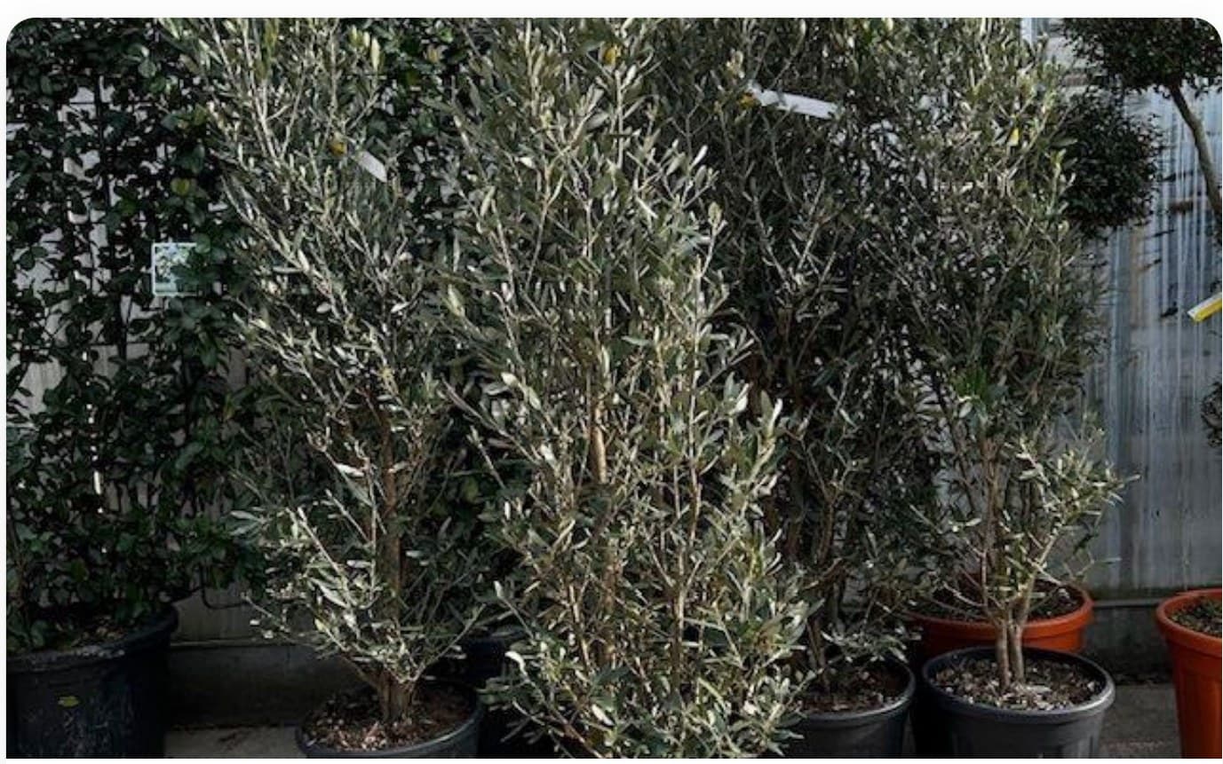 Olive Tree Young