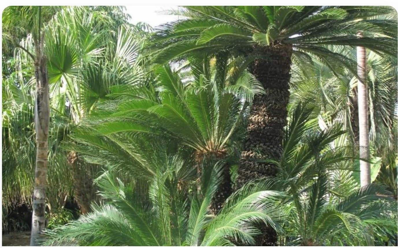 Cycas Revoluta Large