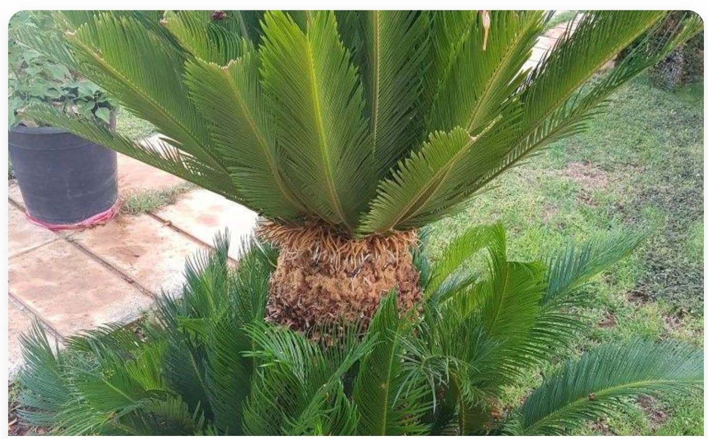 Cycas Revoluta Specimen