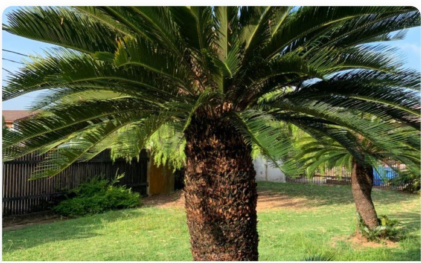 Cycas Revoluta Multi-Head