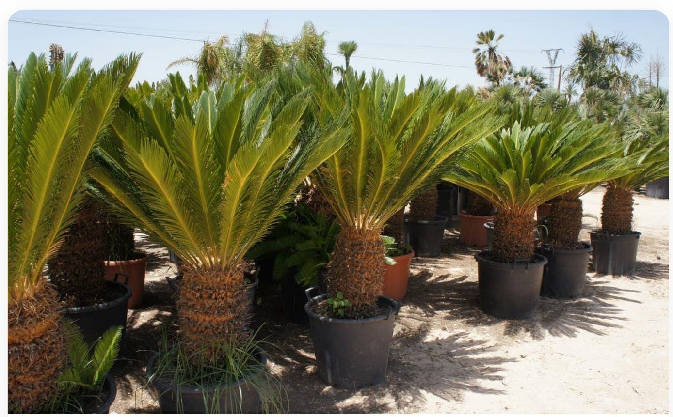 Archontophoenix Alexandrae