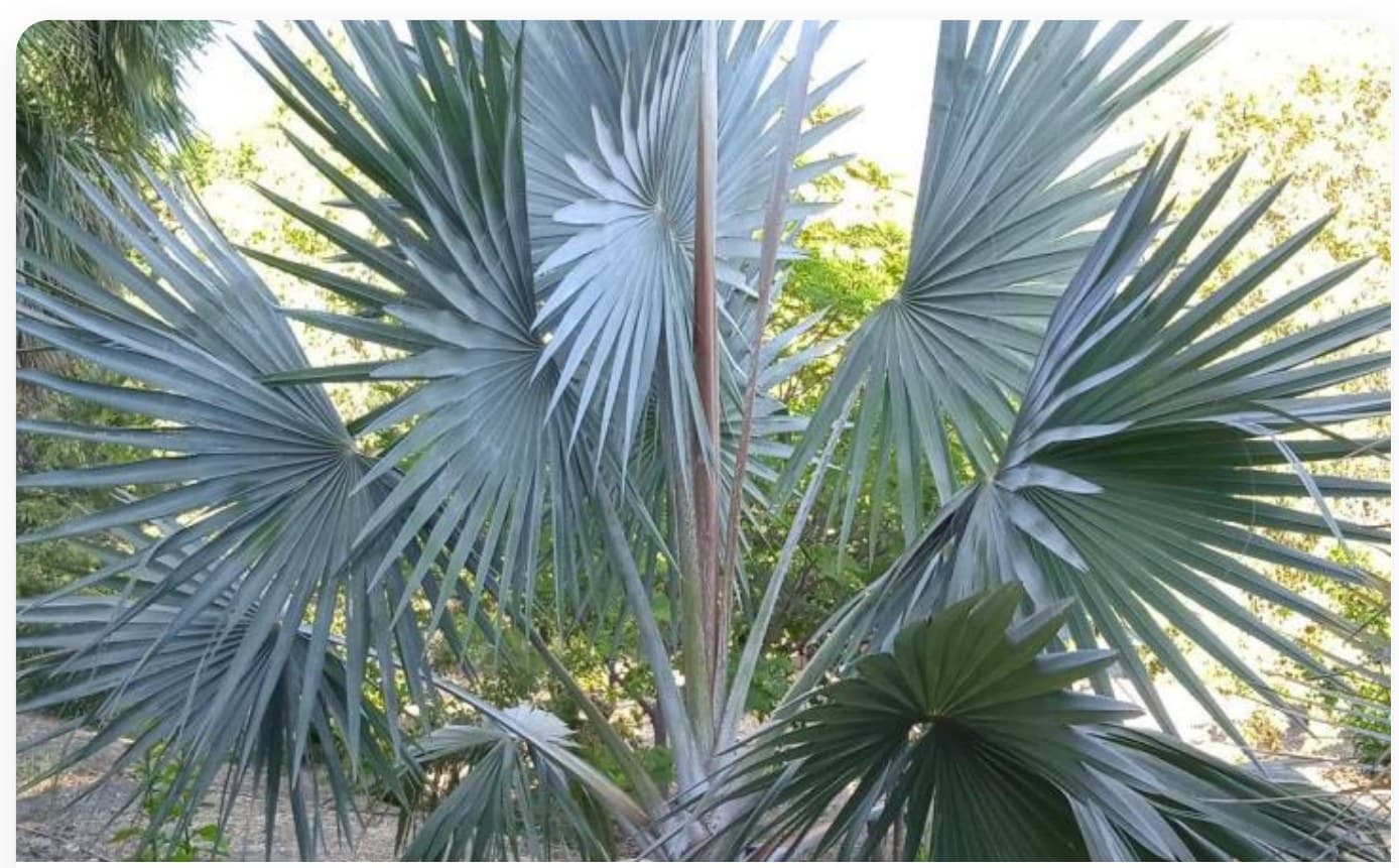 Butia Capitata