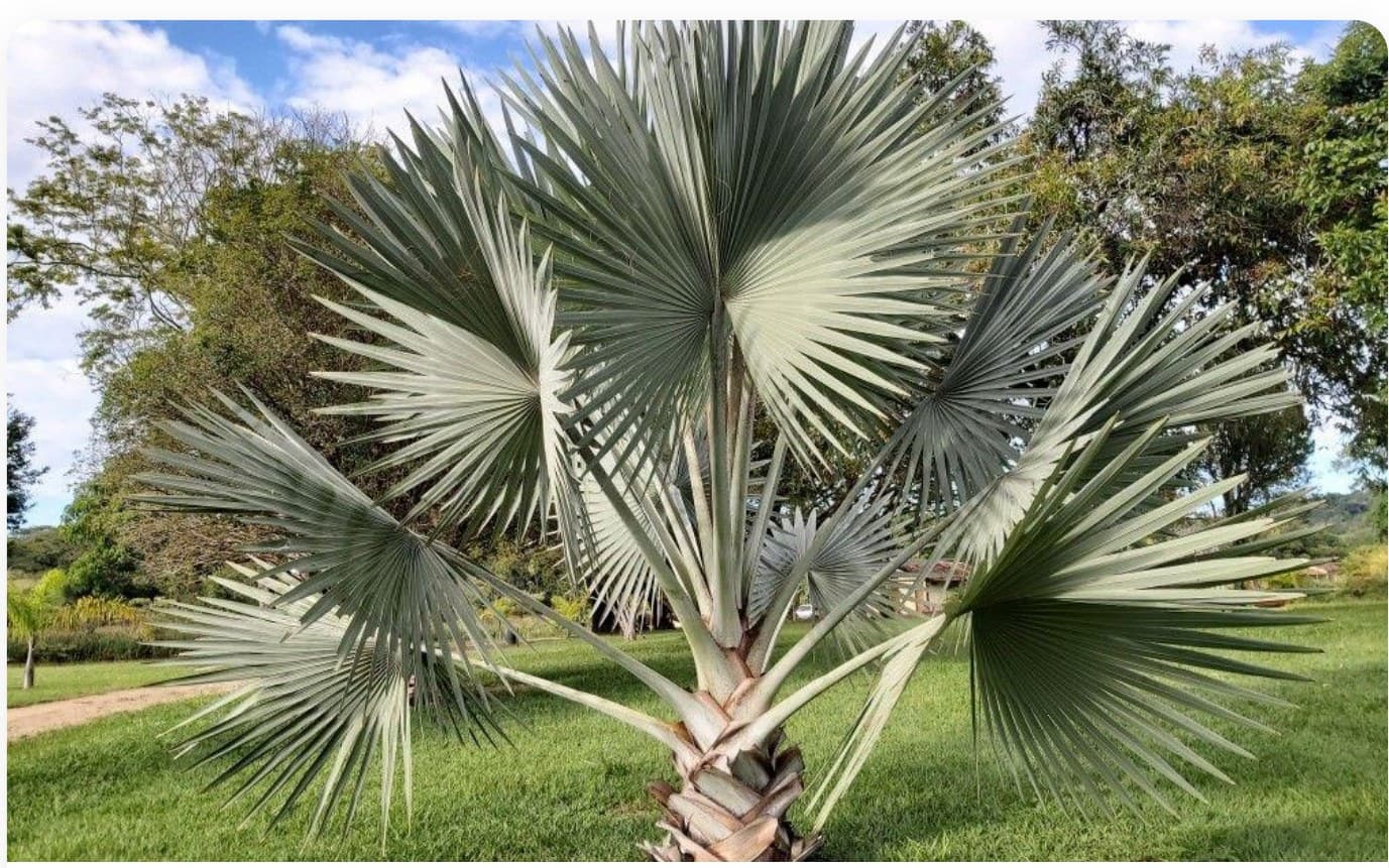 Butia Capitata Specimen