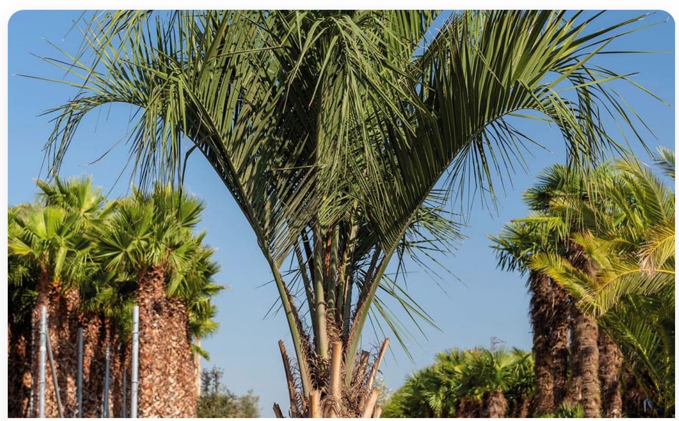 Chamaerops Humilis