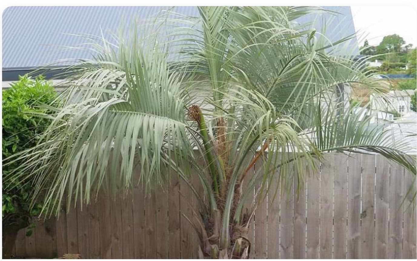 Chamaerops Humilis Large