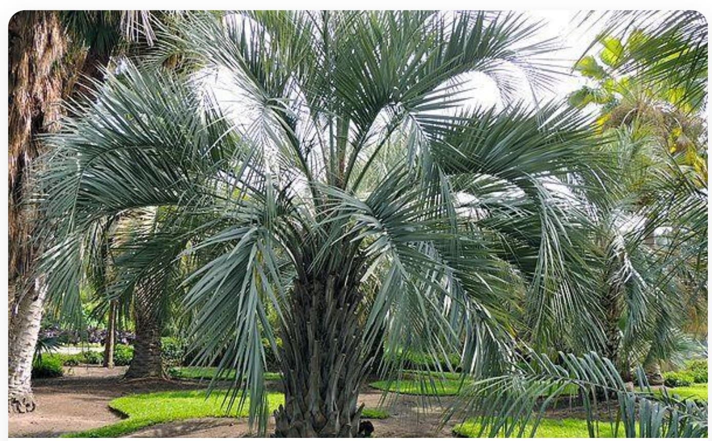 Chamaerops Excelsa