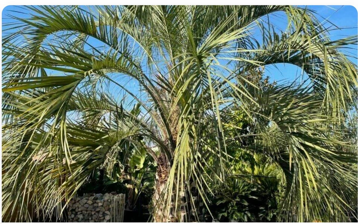 Chamaerops Excelsa Specimen