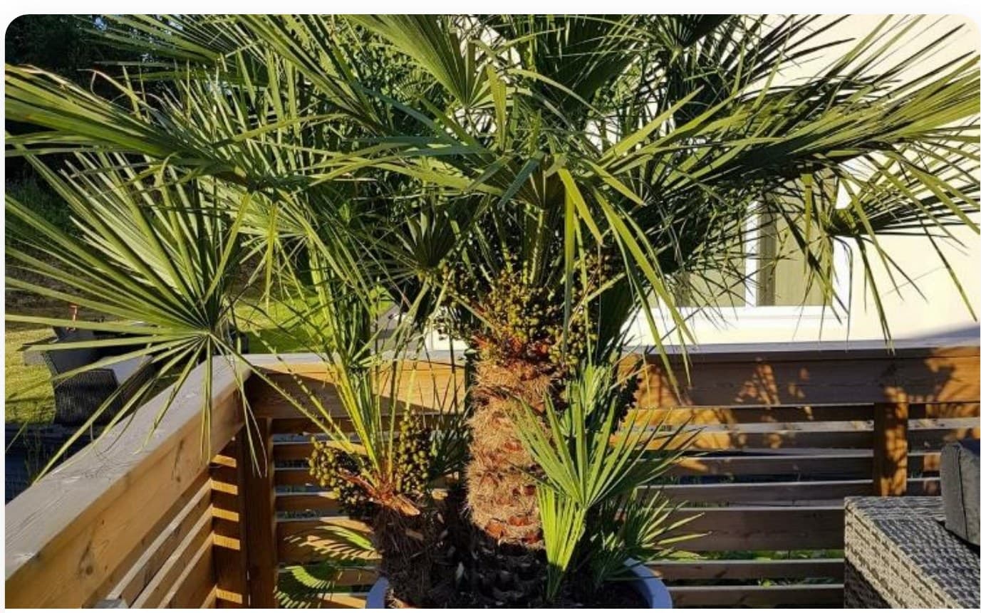 Phoenix Canariensis Large
