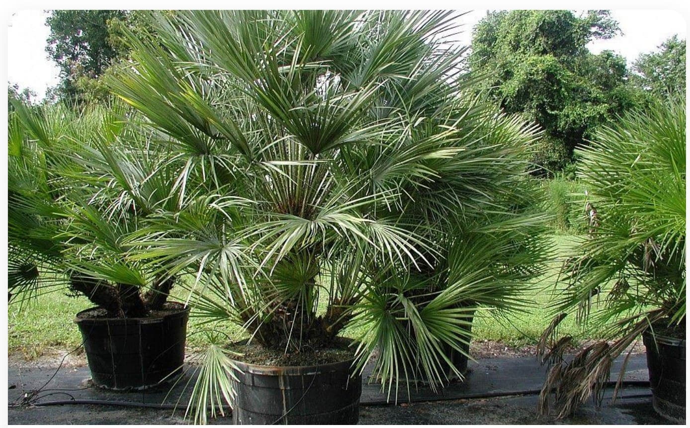 Washingtonia Robusta