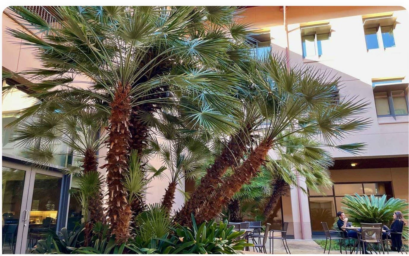 Washingtonia Robusta Tall