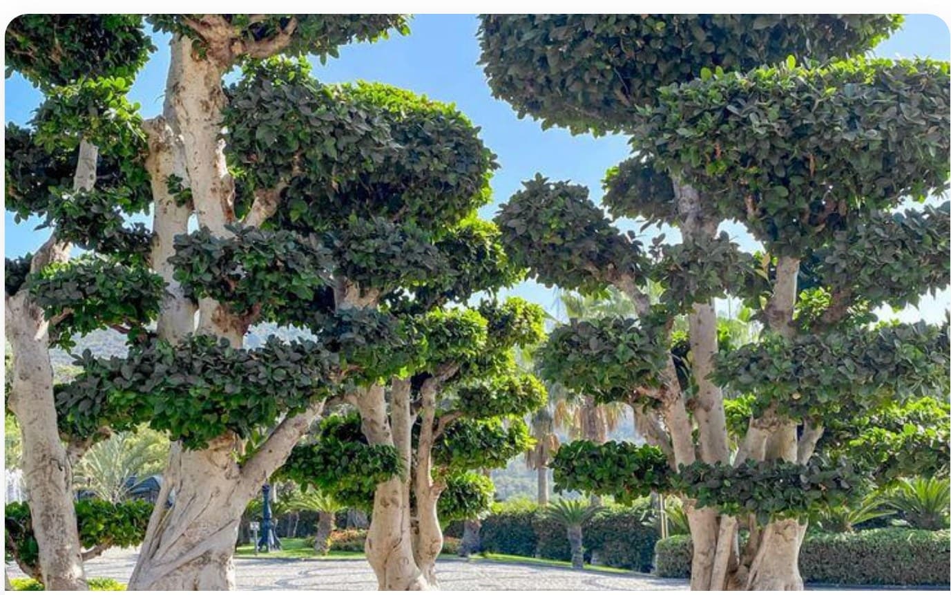 Ficus Microcarpa Large