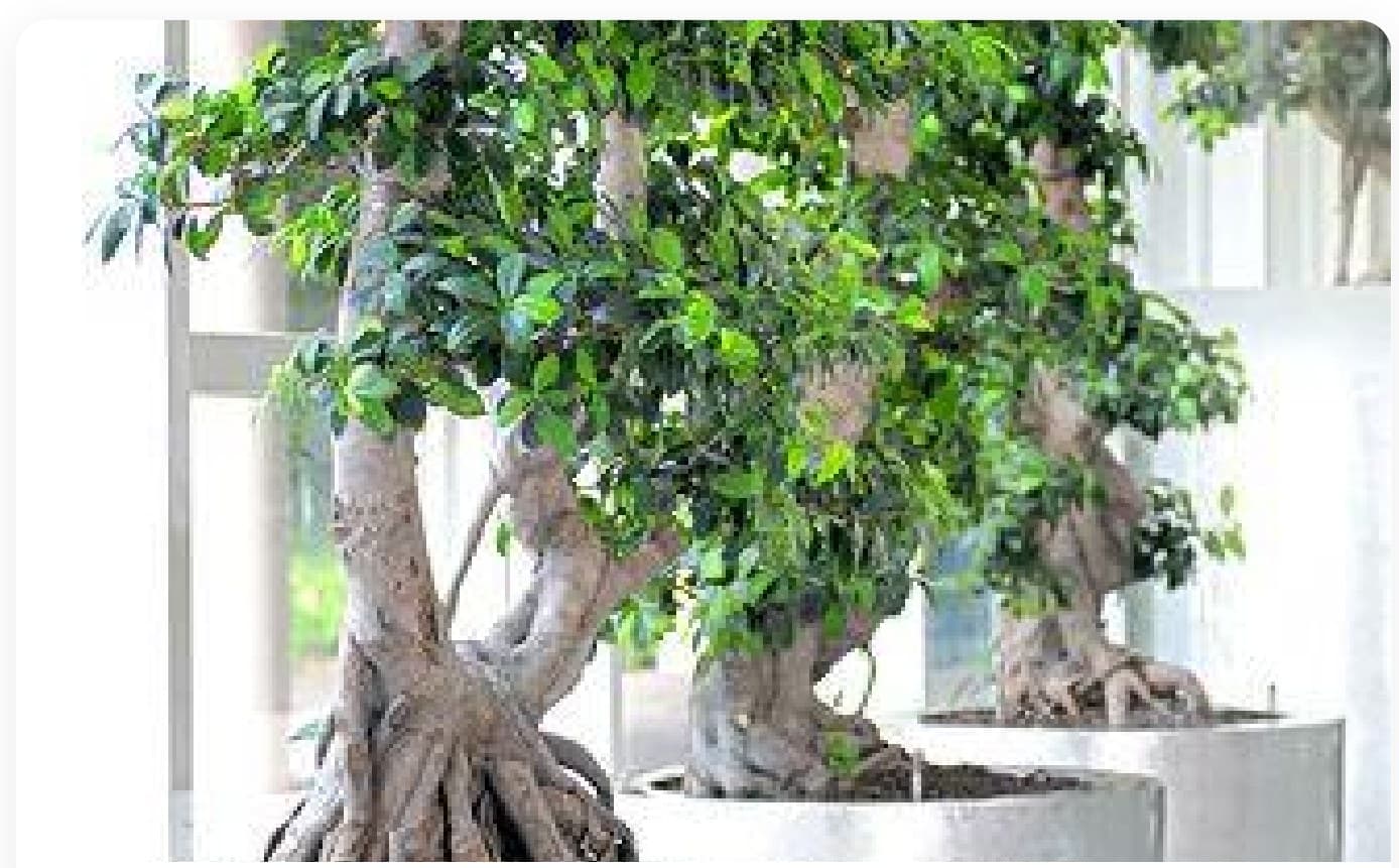 Ficus Microcarpa Standard