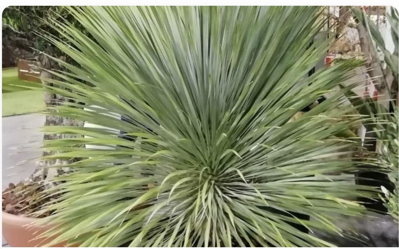 Yucca Rostrata