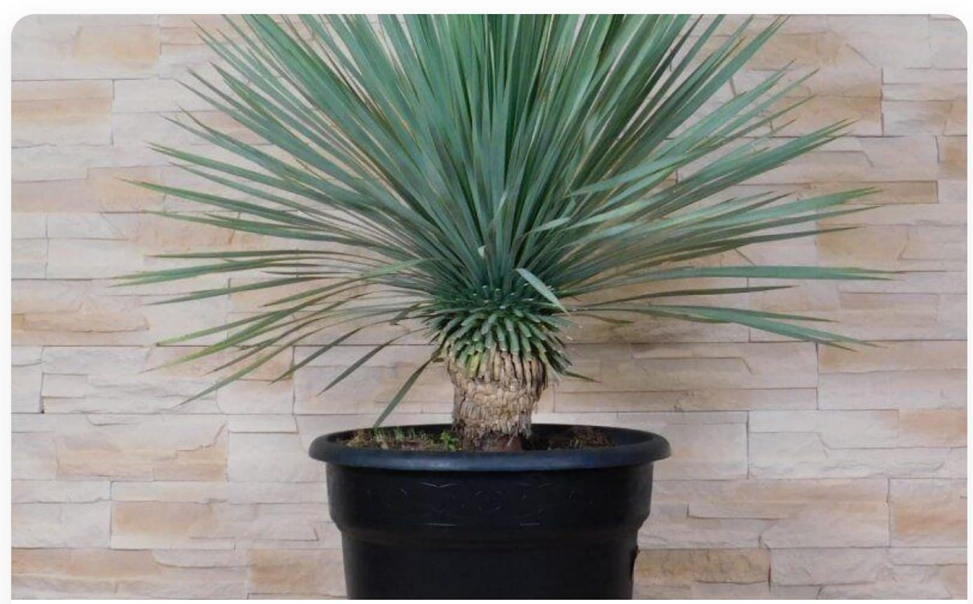 Yucca Rostrata Large